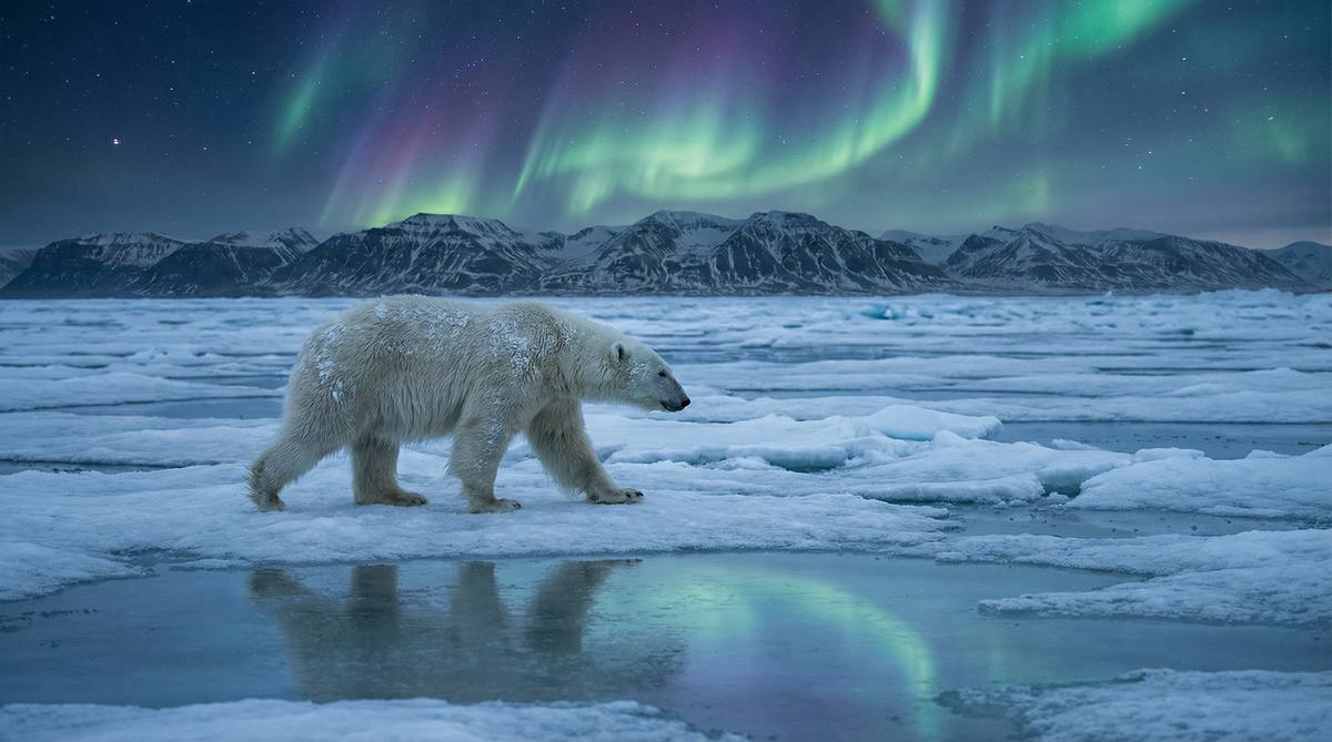 看片北极熊视频